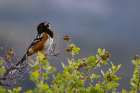 Spotted towhee singing in Theodore Roosevelt National Park, North Dakota, USA. Art Print
